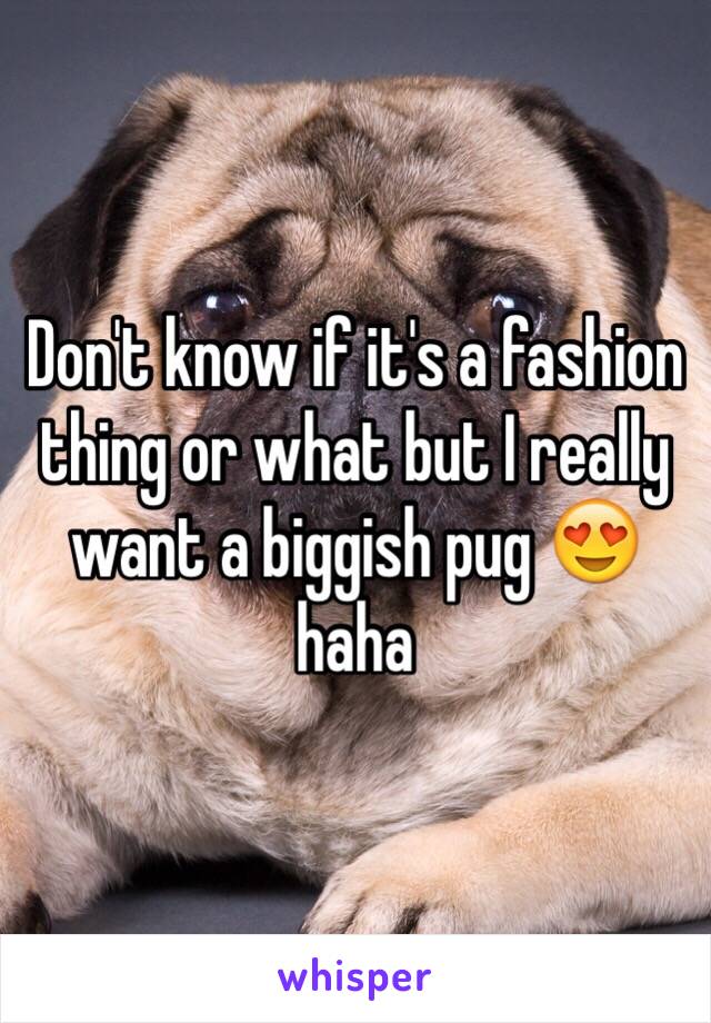 Don't know if it's a fashion thing or what but I really want a biggish pug 😍 haha