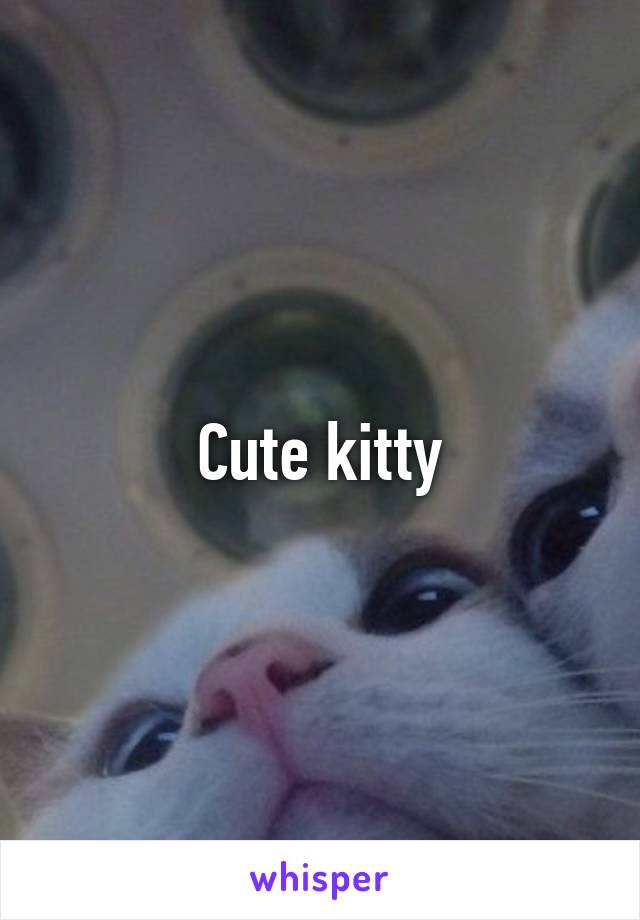 Cute kitty