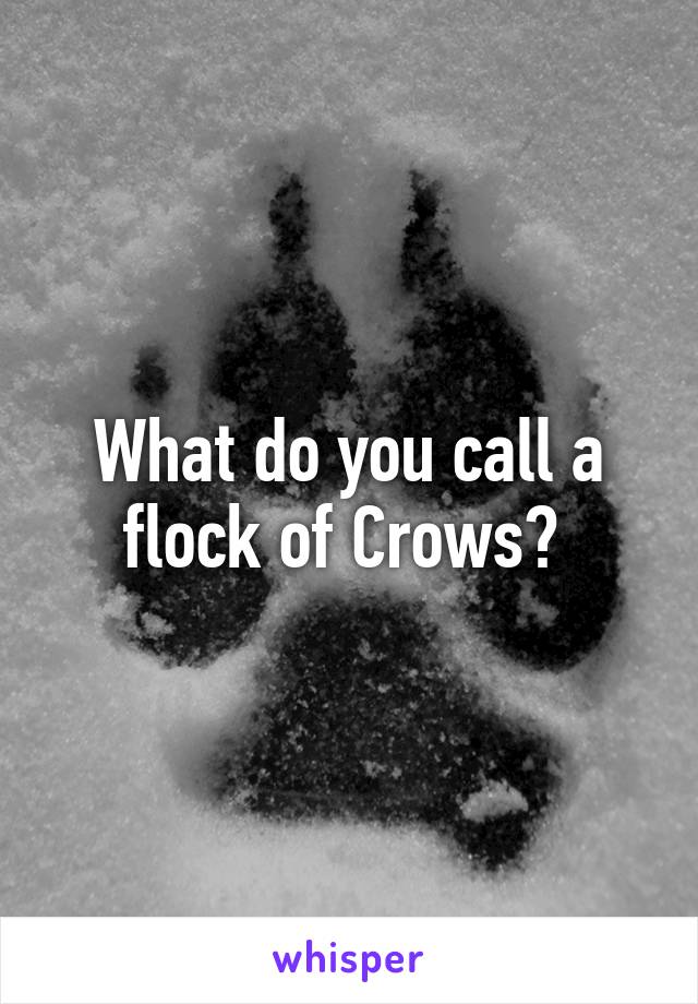 What do you call a flock of Crows? 