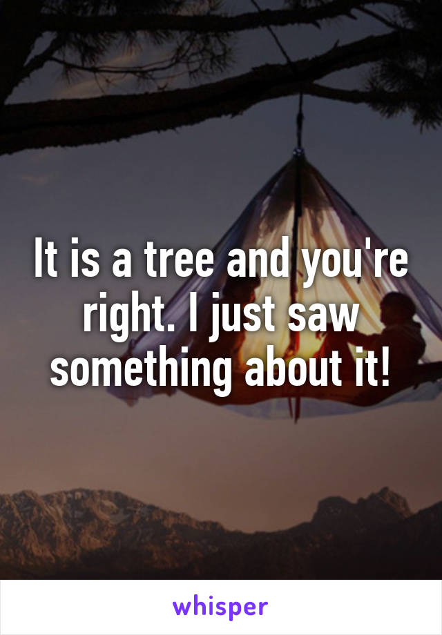 It is a tree and you're right. I just saw something about it!