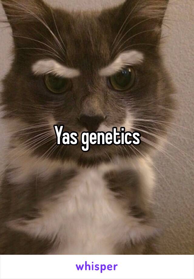 Yas genetics 