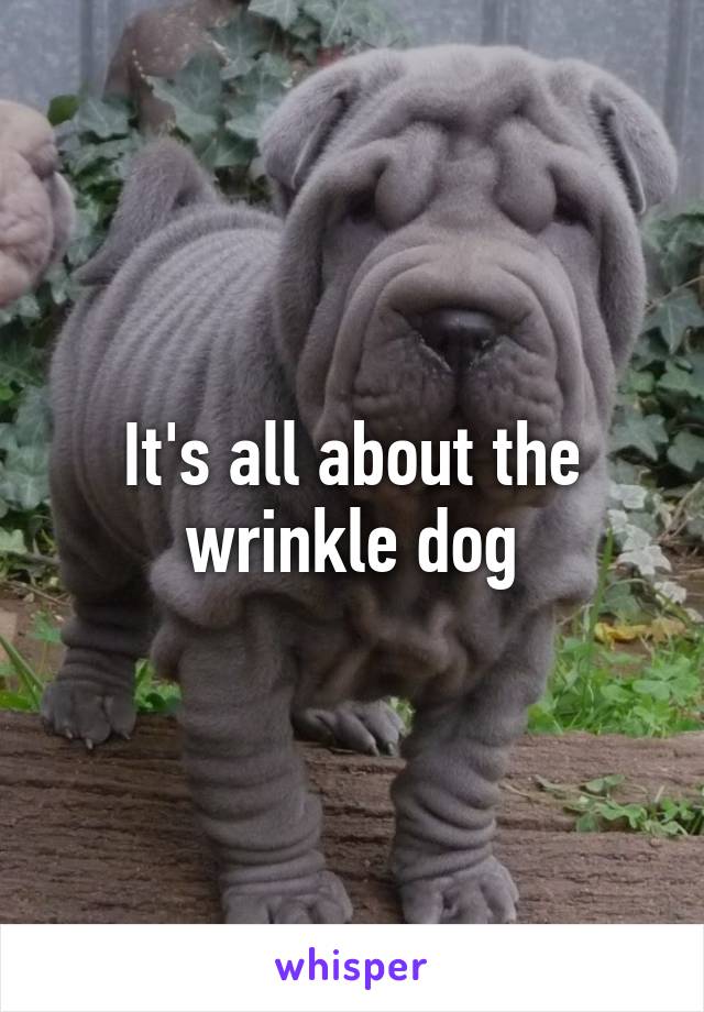 It's all about the wrinkle dog