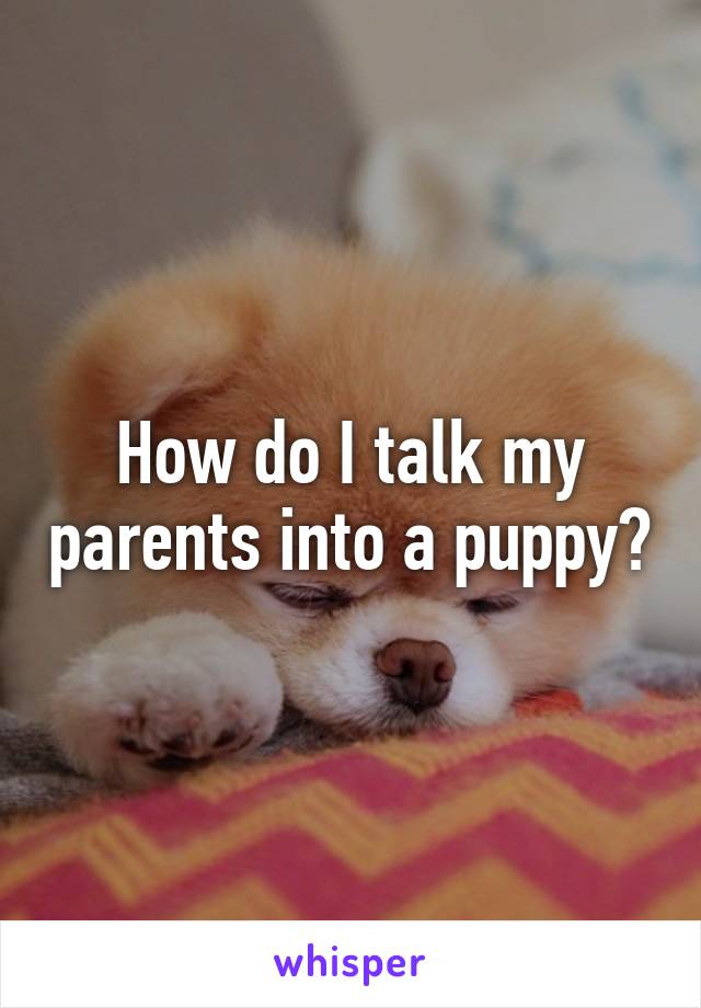 How do I talk my parents into a puppy?