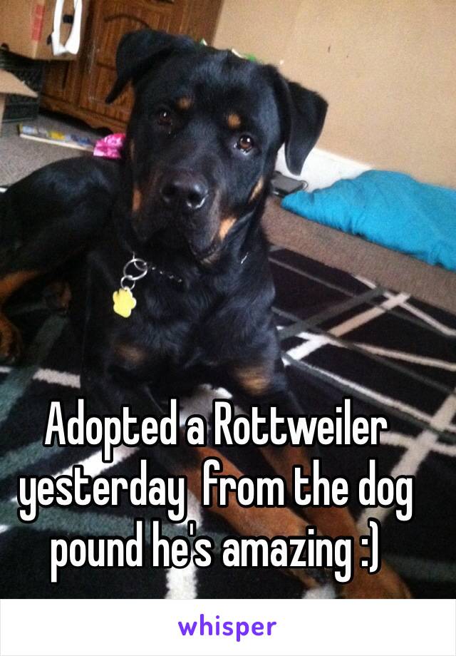 Adopted a Rottweiler yesterday  from the dog pound he's amazing :)