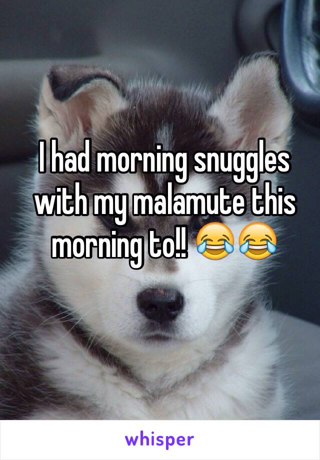 I had morning snuggles with my malamute this morning to!! 😂😂 

