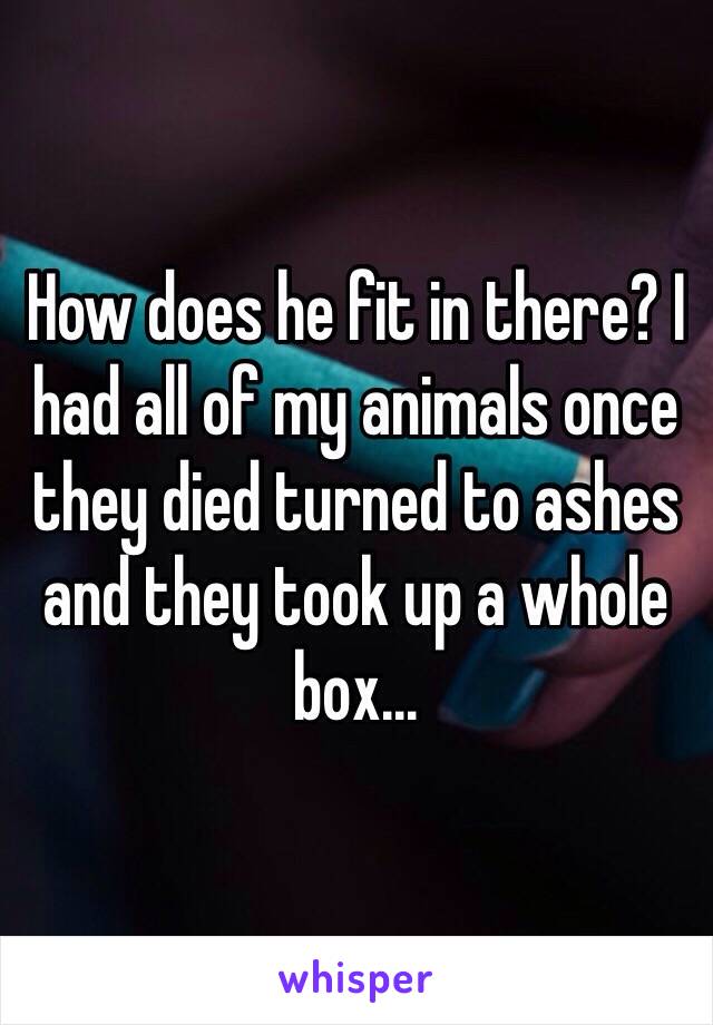 How does he fit in there? I had all of my animals once they died turned to ashes and they took up a whole box...