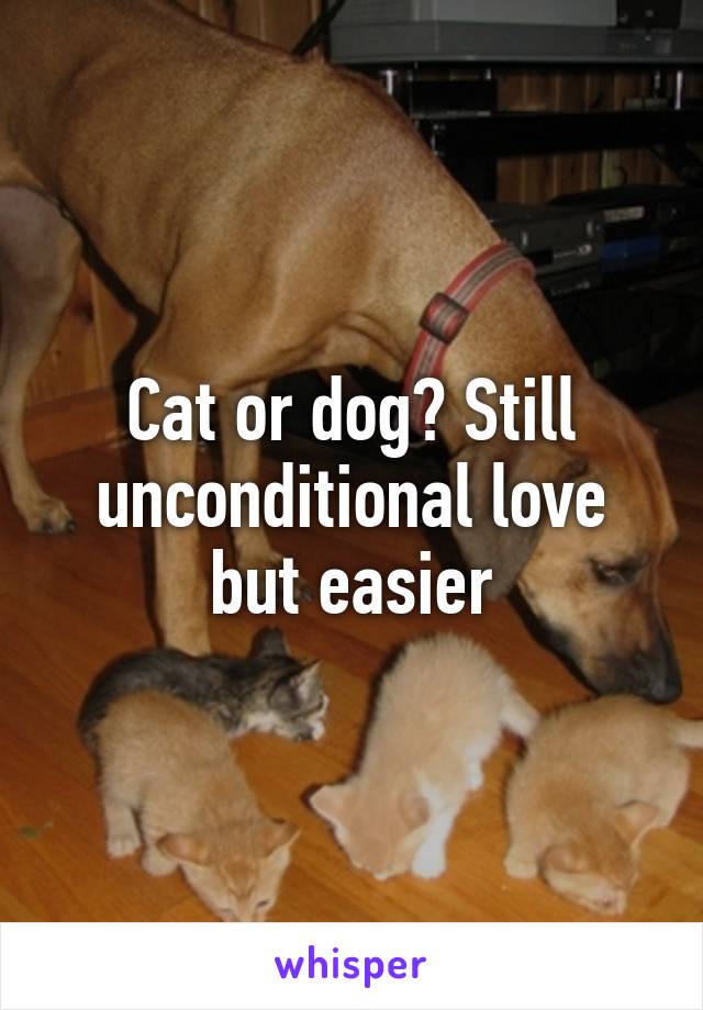 Cat or dog? Still unconditional love but easier