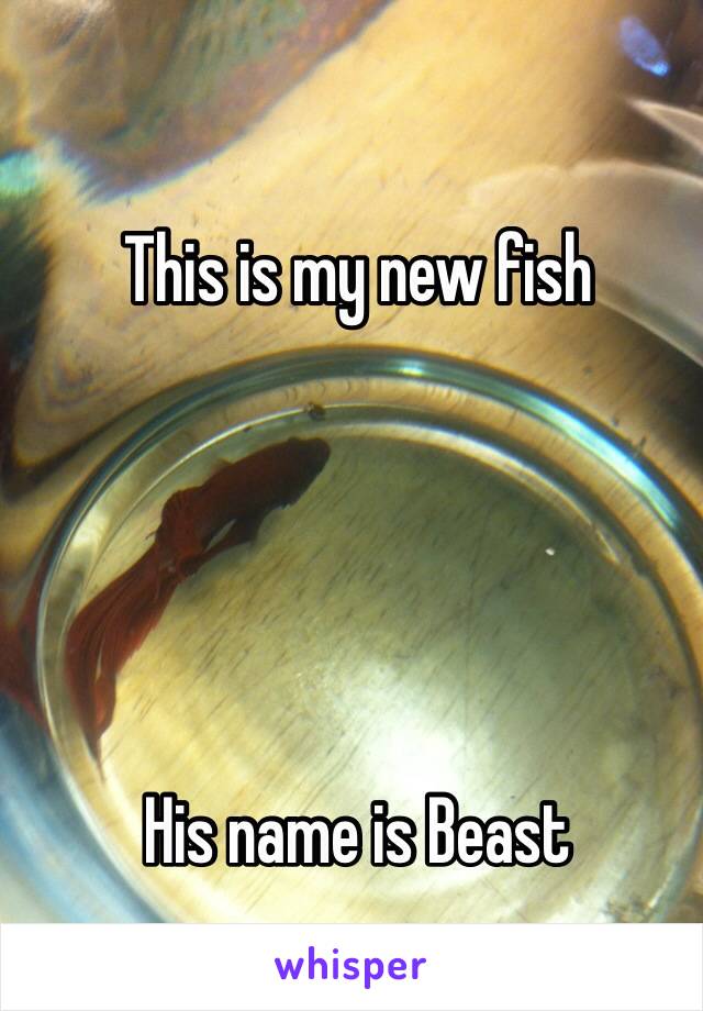 This is my new fish





His name is Beast