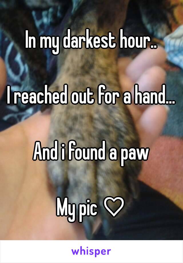 In my darkest hour..

I reached out for a hand...

And i found a paw

My pic ♡