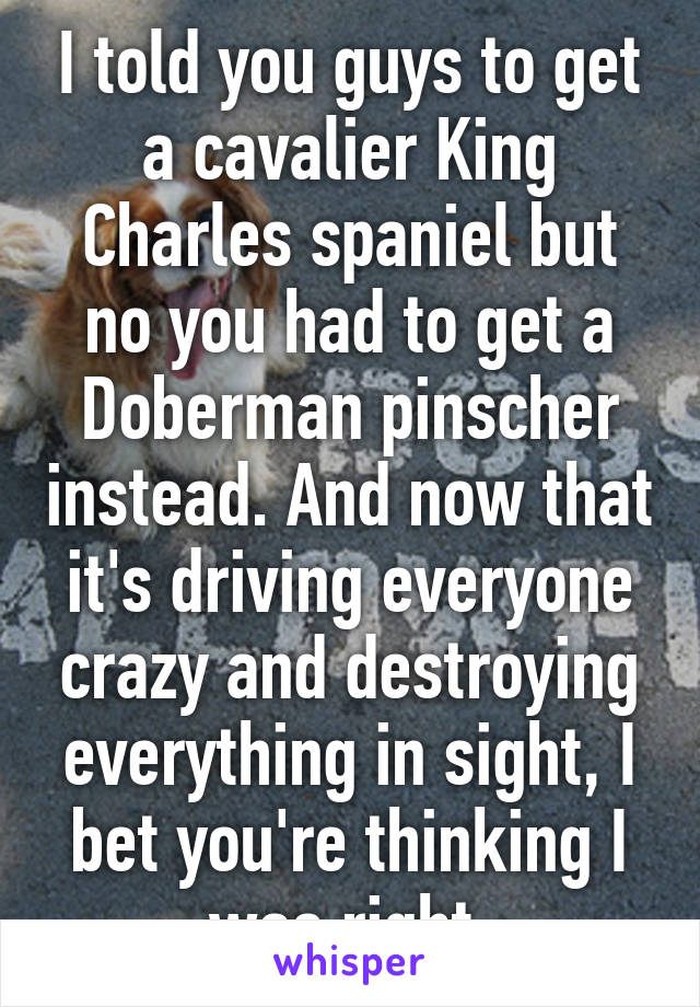 I told you guys to get a cavalier King Charles spaniel but no you had to get a Doberman pinscher instead. And now that it's driving everyone crazy and destroying everything in sight, I bet you're thinking I was right 