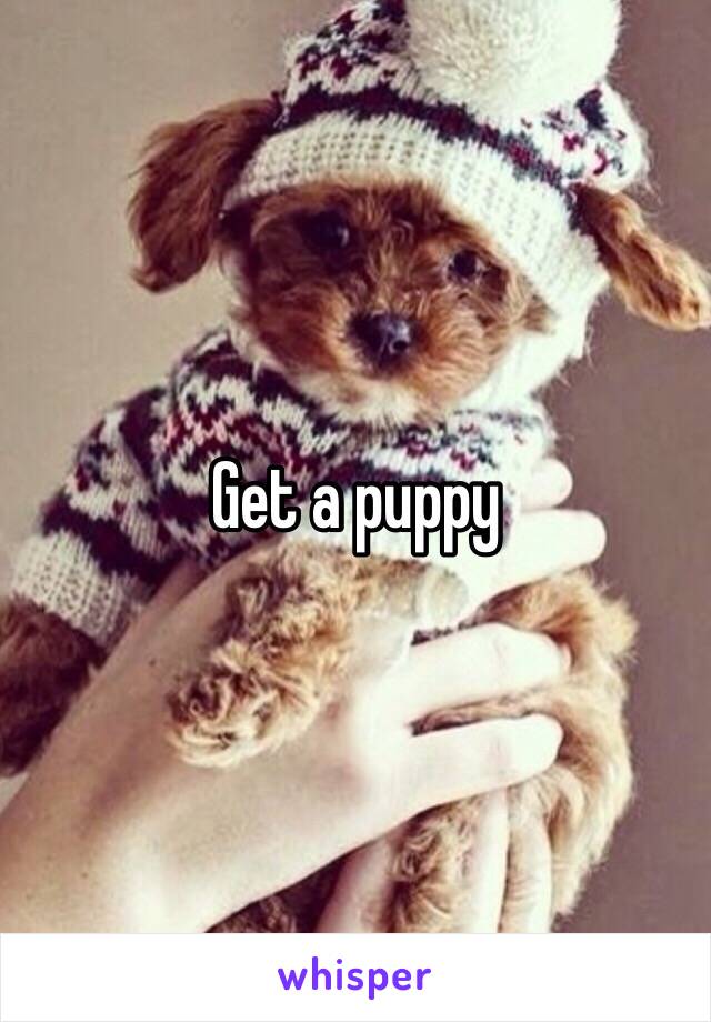 Get a puppy