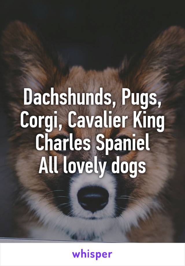 Dachshunds, Pugs, Corgi, Cavalier King Charles Spaniel
All lovely dogs