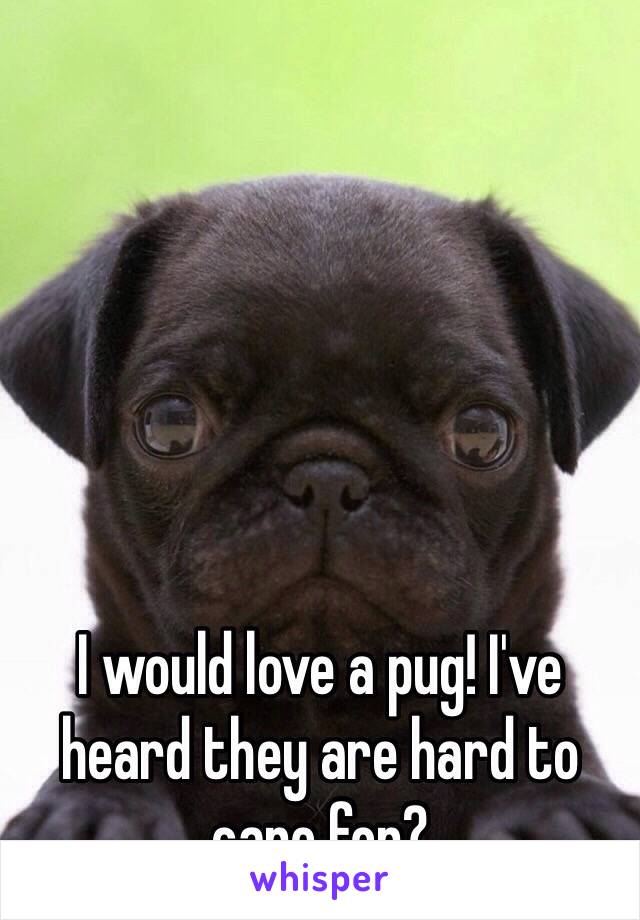 I would love a pug! I've heard they are hard to care for? 