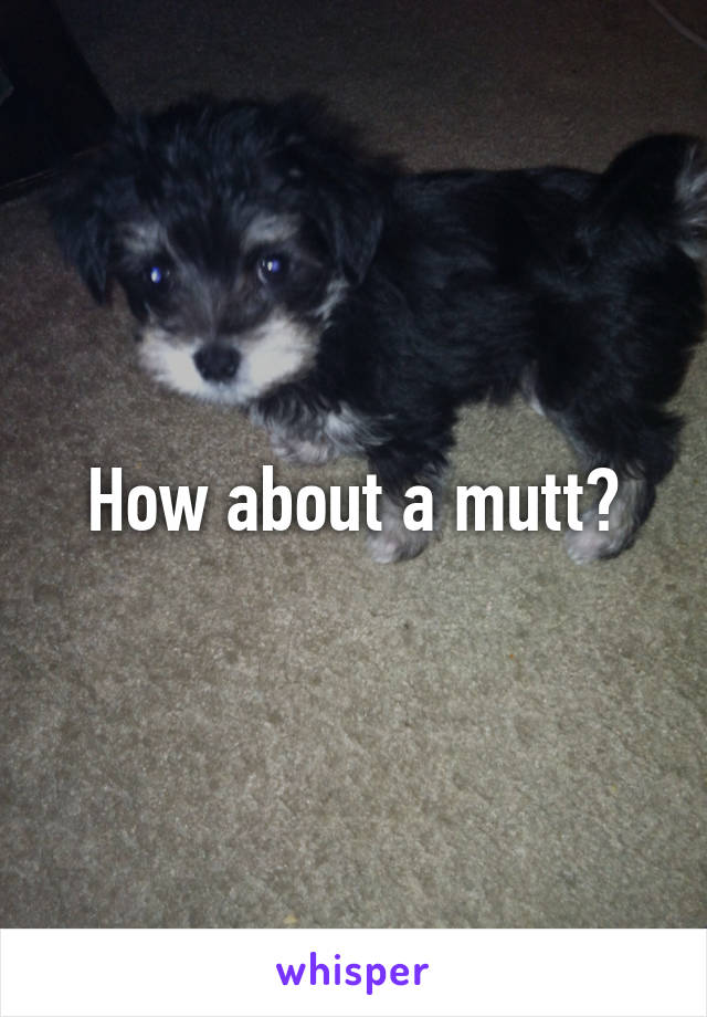 How about a mutt?