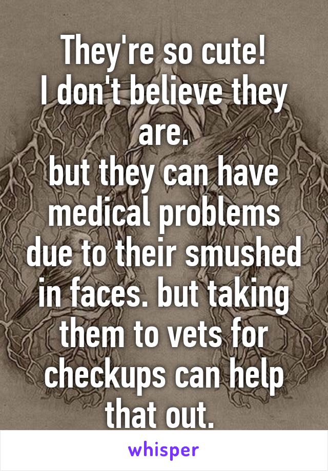 They're so cute!
I don't believe they are.
but they can have medical problems due to their smushed in faces. but taking them to vets for checkups can help that out. 