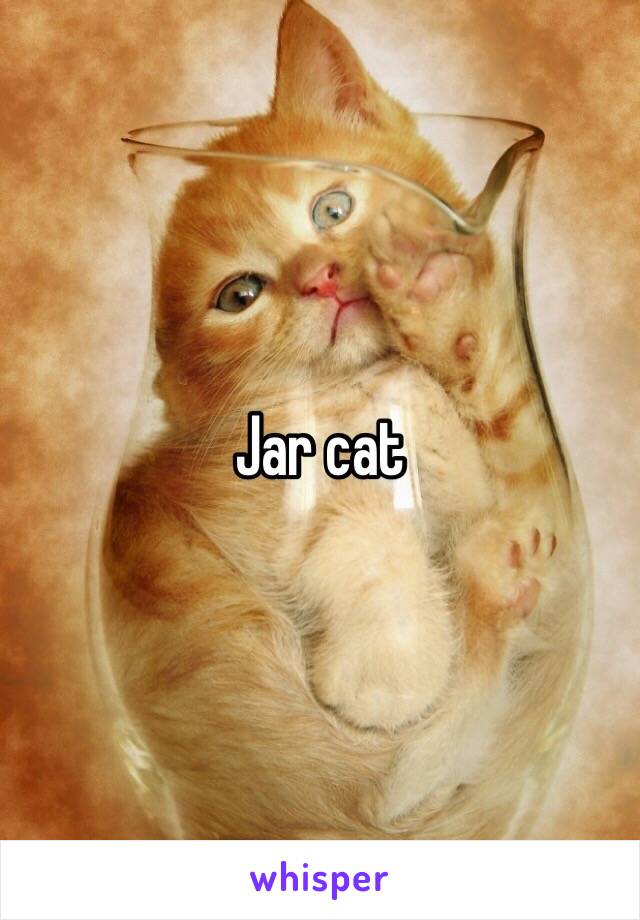 Jar cat