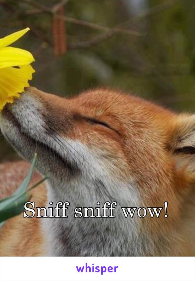 Sniff sniff wow!