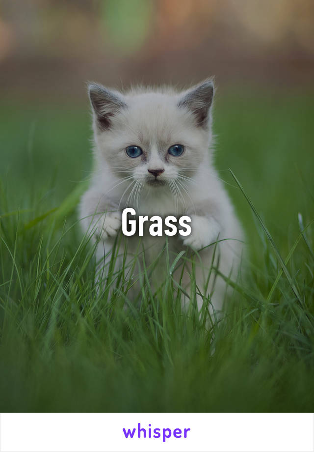 Grass