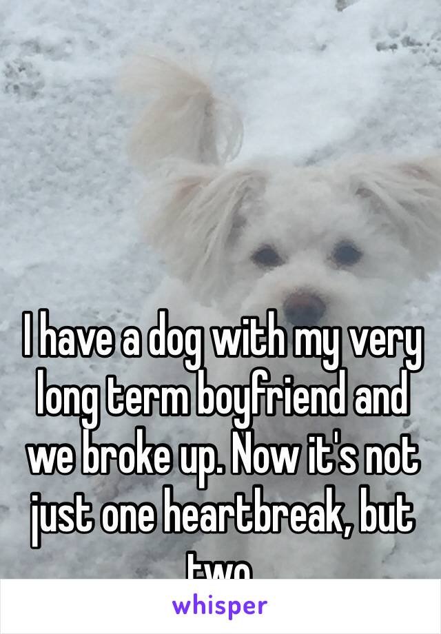 I have a dog with my very long term boyfriend and we broke up. Now it's not just one heartbreak, but two. 