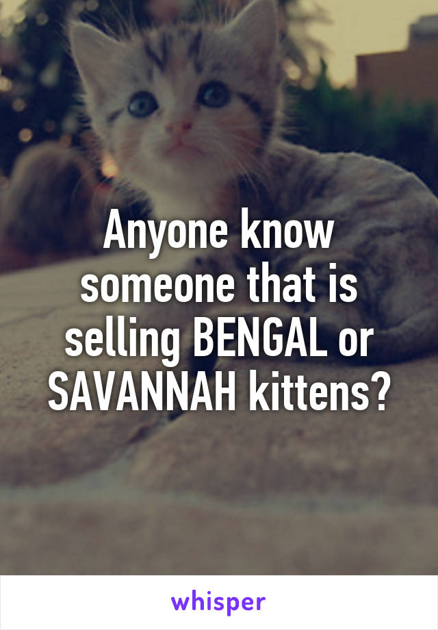 Anyone know someone that is selling BENGAL or SAVANNAH kittens?