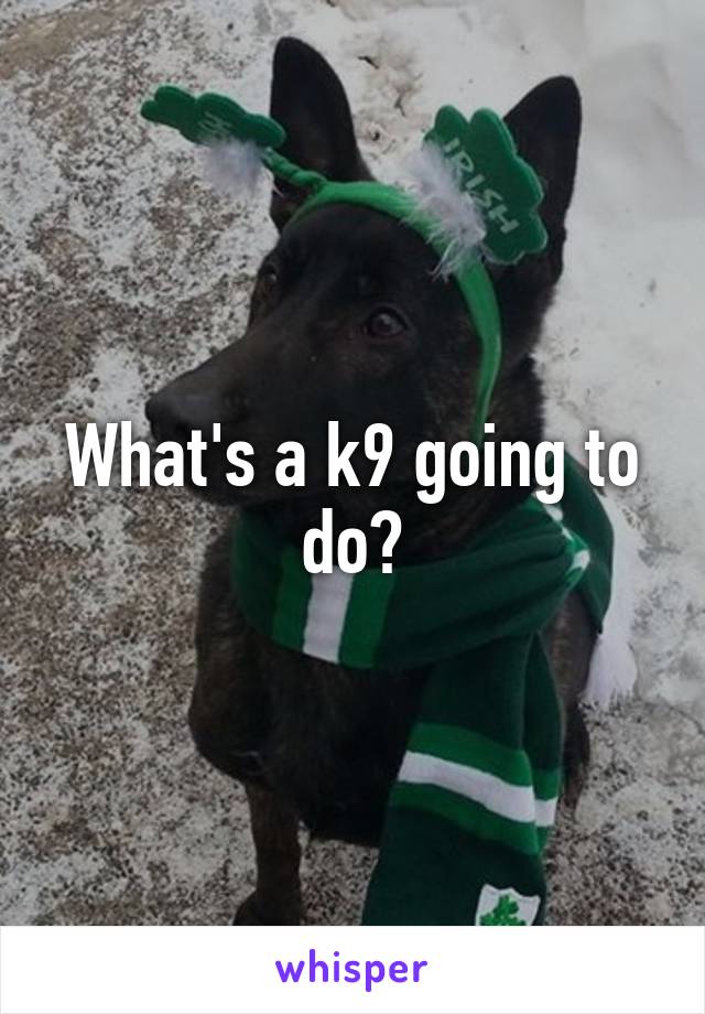 What's a k9 going to do?