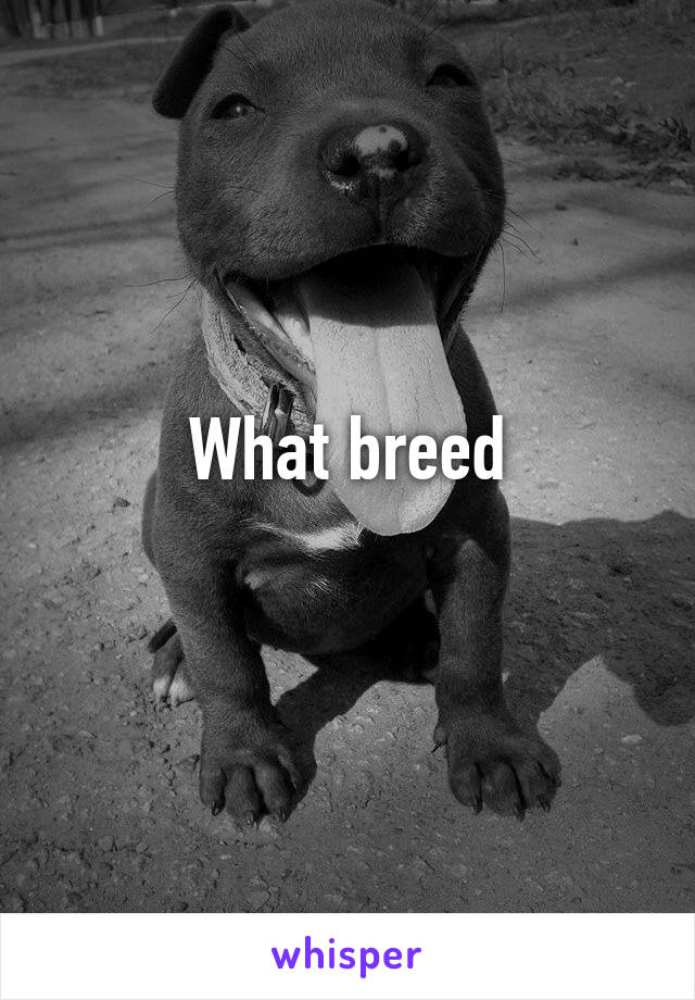 What breed
