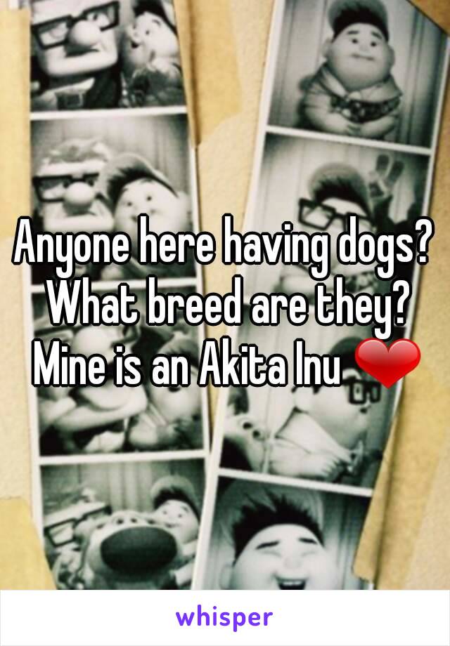 Anyone here having dogs? What breed are they? Mine is an Akita Inu ❤