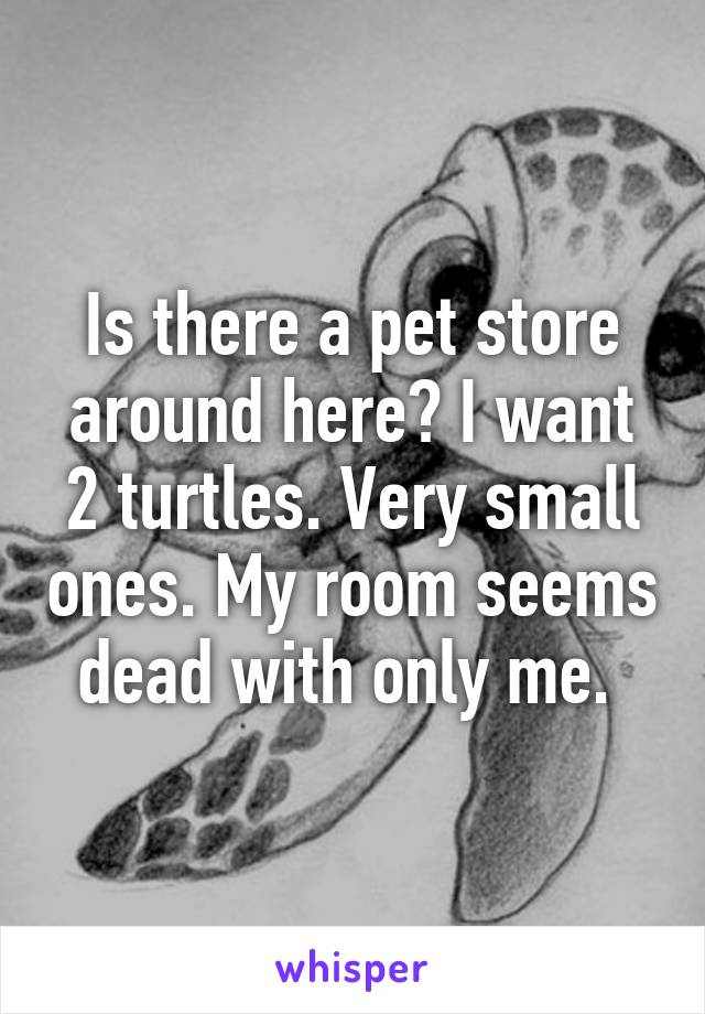 Is there a pet store around here? I want 2 turtles. Very small ones. My room seems dead with only me. 