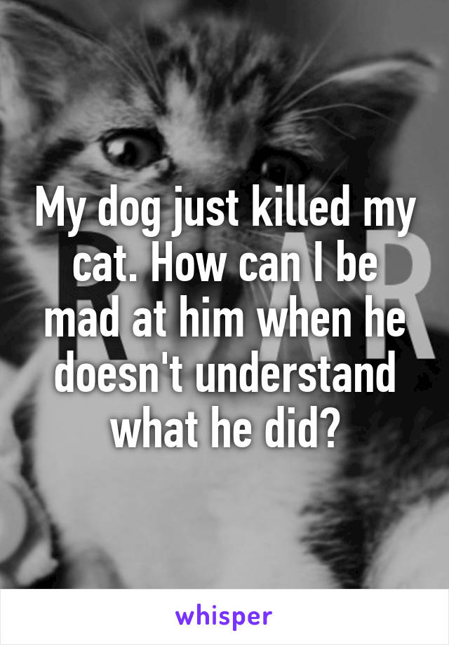 My dog just killed my cat. How can I be mad at him when he doesn't understand what he did?