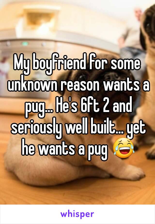 My boyfriend for some unknown reason wants a pug... He's 6ft 2 and seriously well built... yet he wants a pug 😂