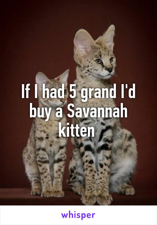 If I had 5 grand I'd buy a Savannah kitten 