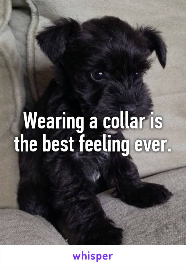 Wearing a collar is the best feeling ever.