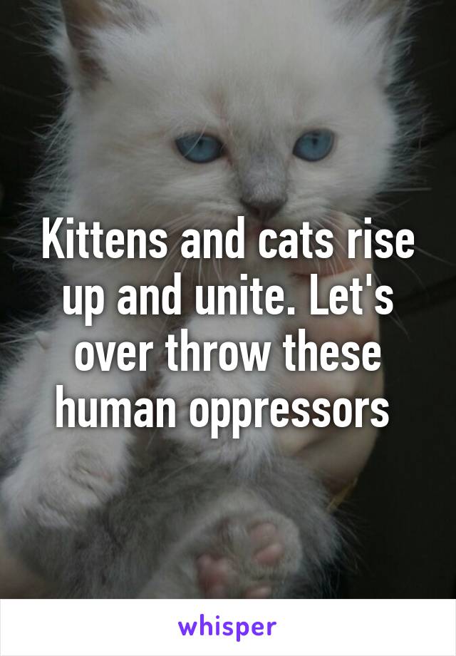 Kittens and cats rise up and unite. Let's over throw these human oppressors 