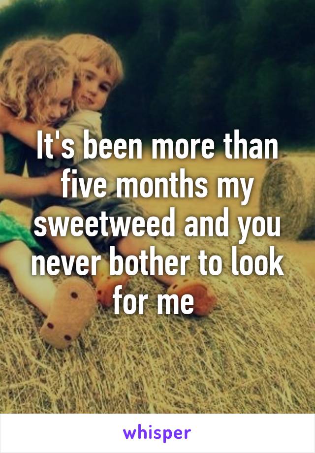 It's been more than five months my sweetweed and you never bother to look for me 