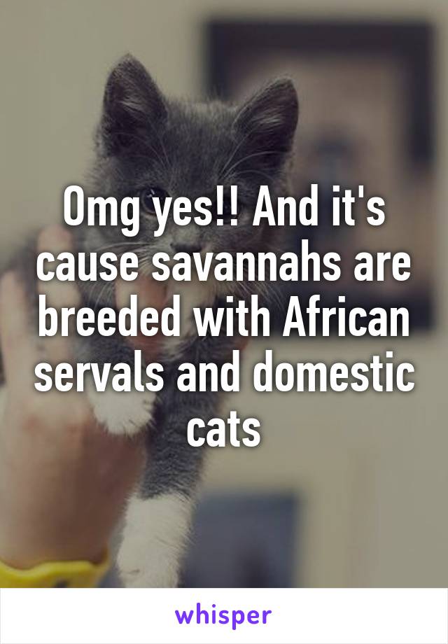 Omg yes!! And it's cause savannahs are breeded with African servals and domestic cats