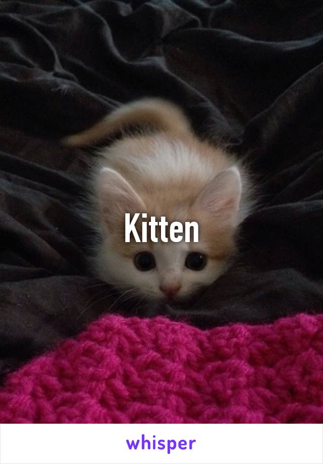 Kitten