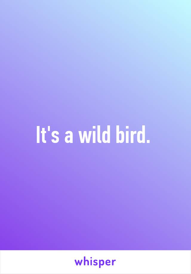 It's a wild bird. 