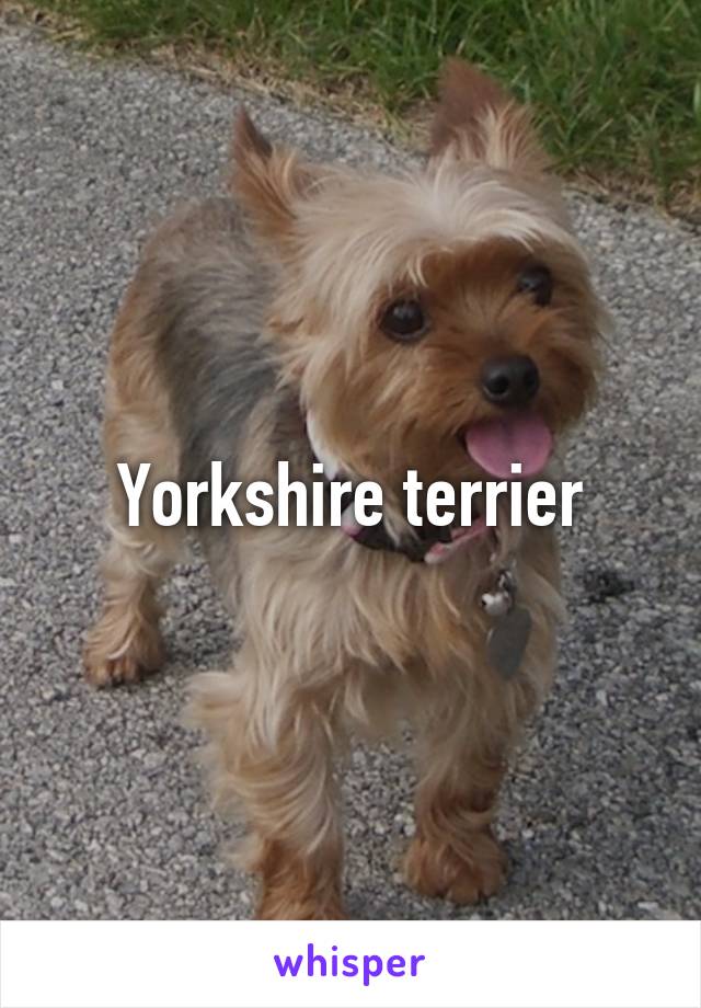 Yorkshire terrier