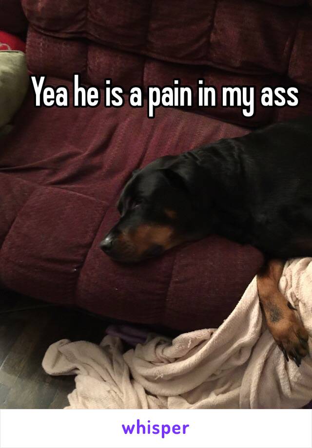 Yea he is a pain in my ass 