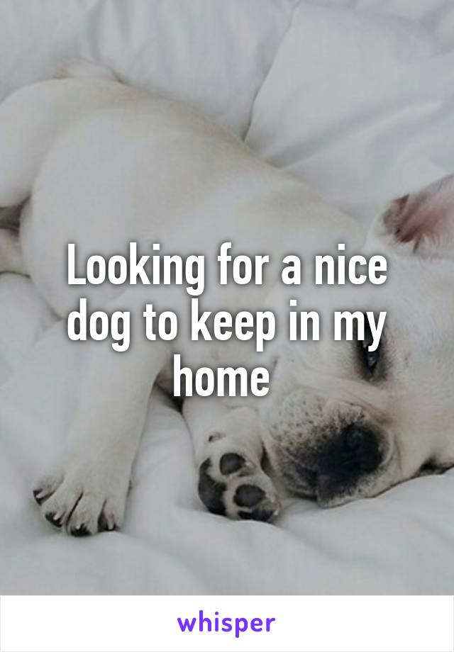 Looking for a nice dog to keep in my home 