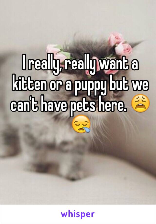 I really, really want a kitten or a puppy but we can't have pets here. 😩😪