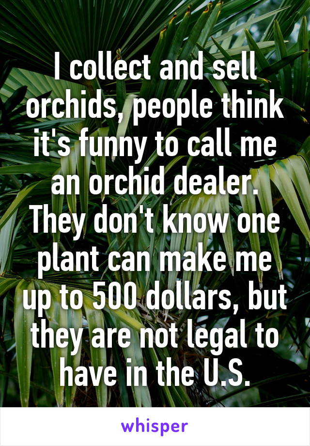 I collect and sell orchids, people think it's funny to call me an orchid dealer. They don't know one plant can make me up to 500 dollars, but they are not legal to have in the U.S.