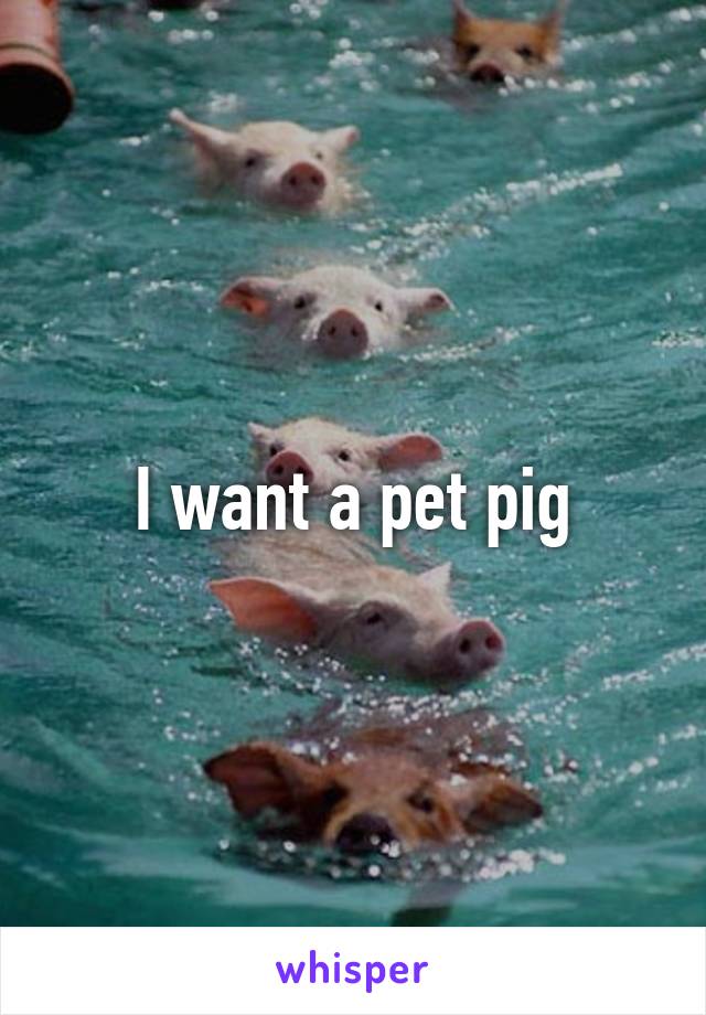 I want a pet pig