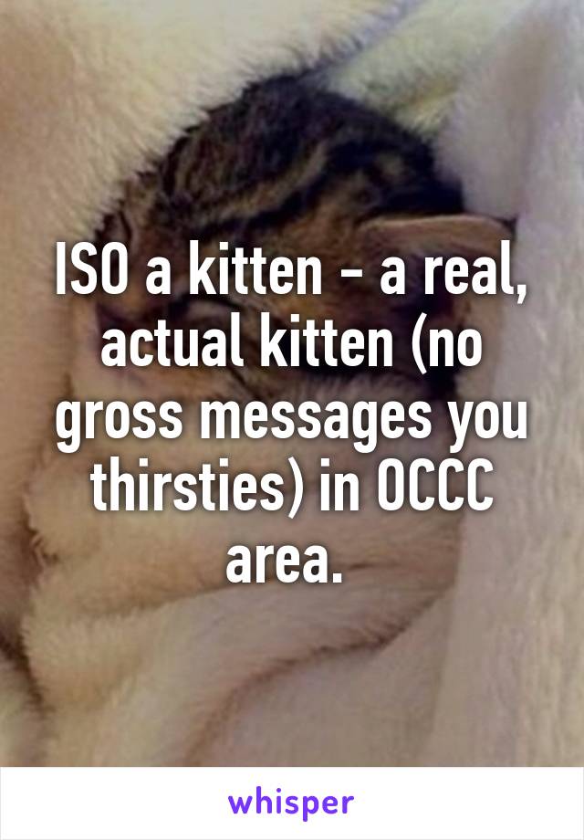 ISO a kitten - a real, actual kitten (no gross messages you thirsties) in OCCC area. 