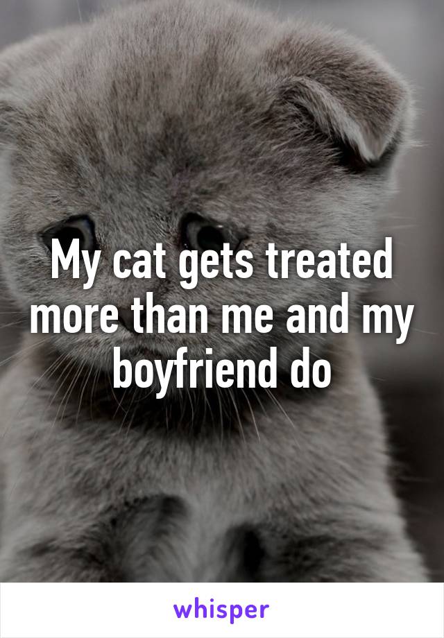 My cat gets treated more than me and my boyfriend do