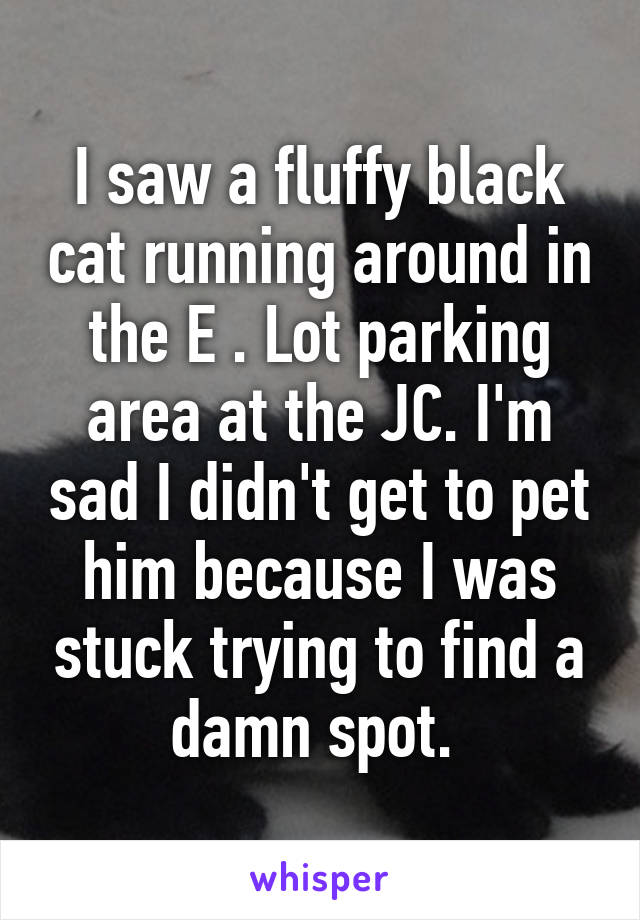 I saw a fluffy black cat running around in the E . Lot parking area at the JC. I'm sad I didn't get to pet him because I was stuck trying to find a damn spot. 