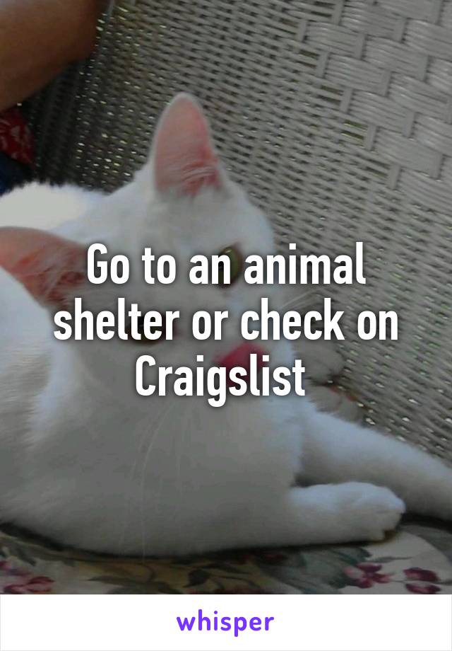 Go to an animal shelter or check on Craigslist 