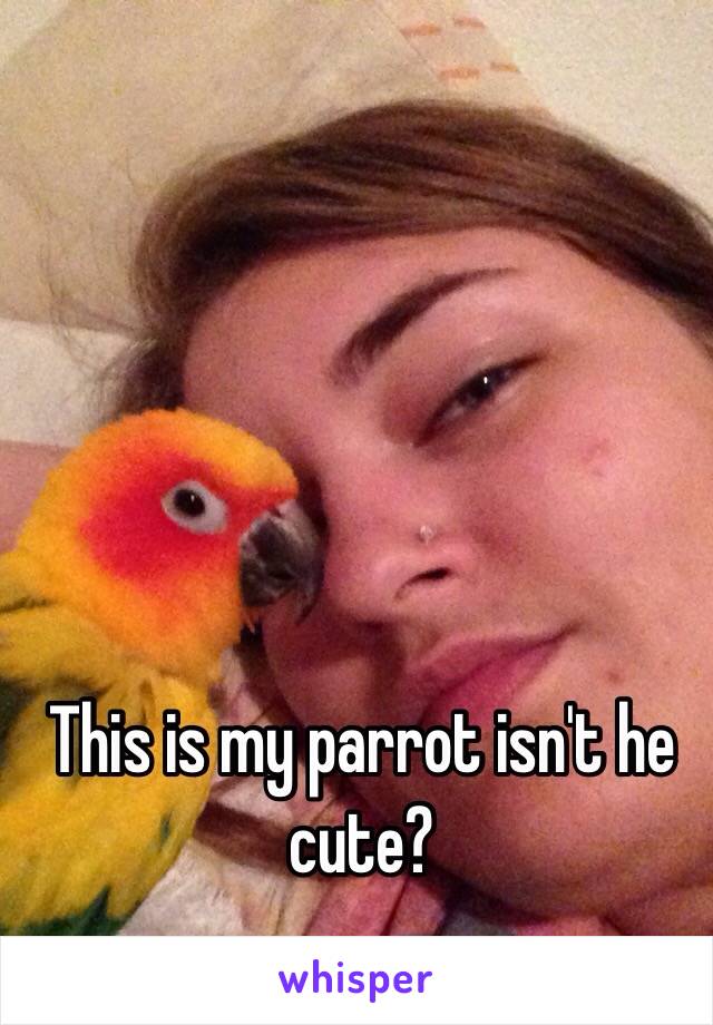 This is my parrot isn't he cute?