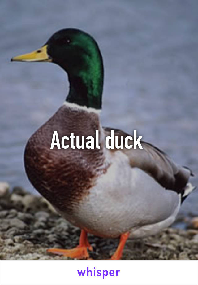 Actual duck 