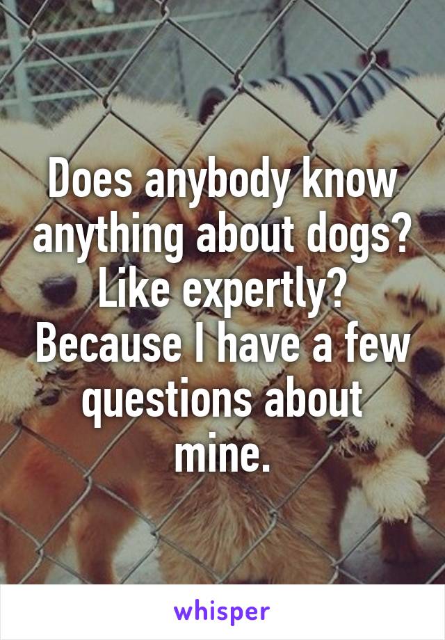 Does anybody know anything about dogs? Like expertly? Because I have a few questions about mine.